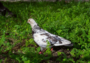 Pigeon walking on luscious green grass