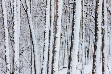 Obraz premium The trunks of the trees within the Pike Lake Unit, Kettle Moraine State Forest, Hartford, Wisconsin stand covered from the recent heavy snowfall in late December.