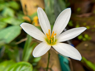 Fototapeta premium White rain lily (Zephyr lily) The flower has bloomed 