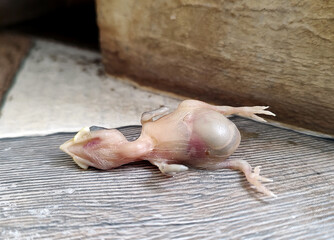 Newly Born Dead Sparrow Baby Bird Infant © atul