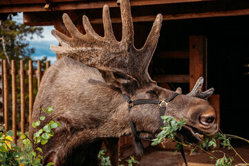 Moose in Norway animal park eating plant