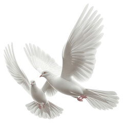 PNG Two white pigeon flying animal bird dove.