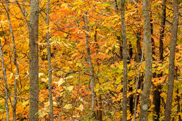 Autumn woods within the Pike Lake Unit, Kettle Moraine Sate Forest, Hartford, Wisconsin in early October