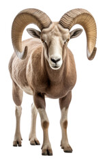 Obraz premium PNG Bighorn sheep livestock animal mammal.