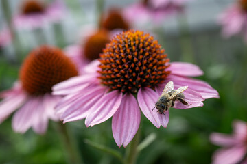Bee with dewy wings on pink flower.
