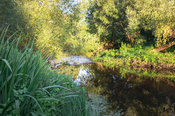 A river with a lot of trees and plants surrounding it