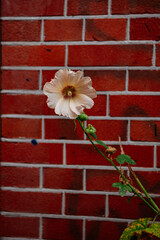 Flower on red brick wall