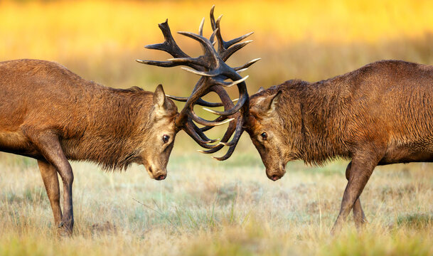Portrait of red deer stags battling for dominance in autumn meadow during rutting season