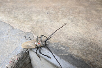 Batocera rufomaculataIt. It is a species of long horn&nbsp;beetle&nbsp;in the family&nbsp;Cerambycidae.
This insect makes holes in the stem of the plant, due to which the trees die. Batocera rubus beetle. 