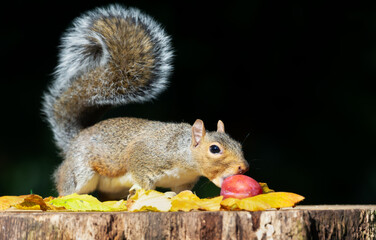 Portrait of a grey squirrel eating red plum on a tree stump in autumn