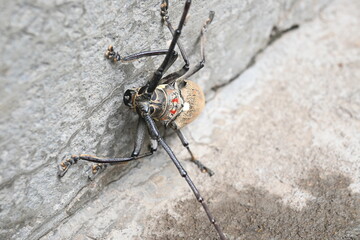 Batocera rufomaculataIt. It is a species of long horn beetle in the family Cerambycidae.
This...