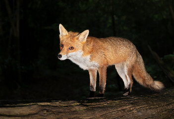 Fototapeta premium Portrait of a young red fox standing on a tree in a forest