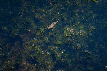 A green petioled plant below the surface.
