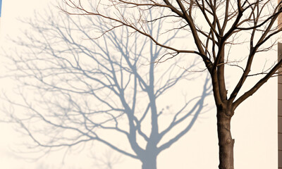 Obraz premium A minimalist exterior with the sharp show of a tree cast against a clean, white stucco wall