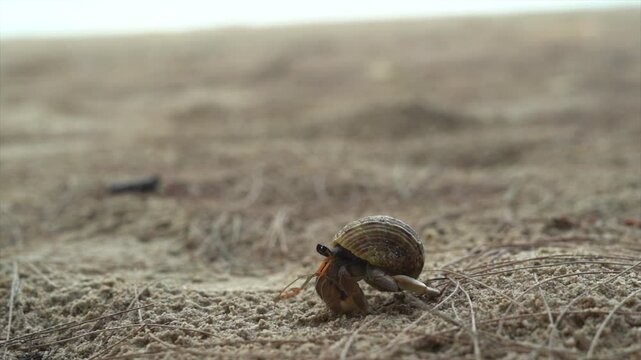 A hermit crab is walking for food on a beautiful sandy beach on Koh Lanta, Krabi province, southern Thailand, Asia.