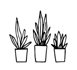 Hand drawn vector illustration with black outline. Indoor plants in pots, long leaves. Home, office flowers, interior. Sketch in ink.