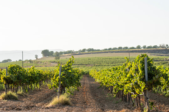 Grape vines grow in neatly aligned rows on a vineyard field, showing the orderly cultivation and meticulous care involved in producing grapes for wine in Penedes Spain
