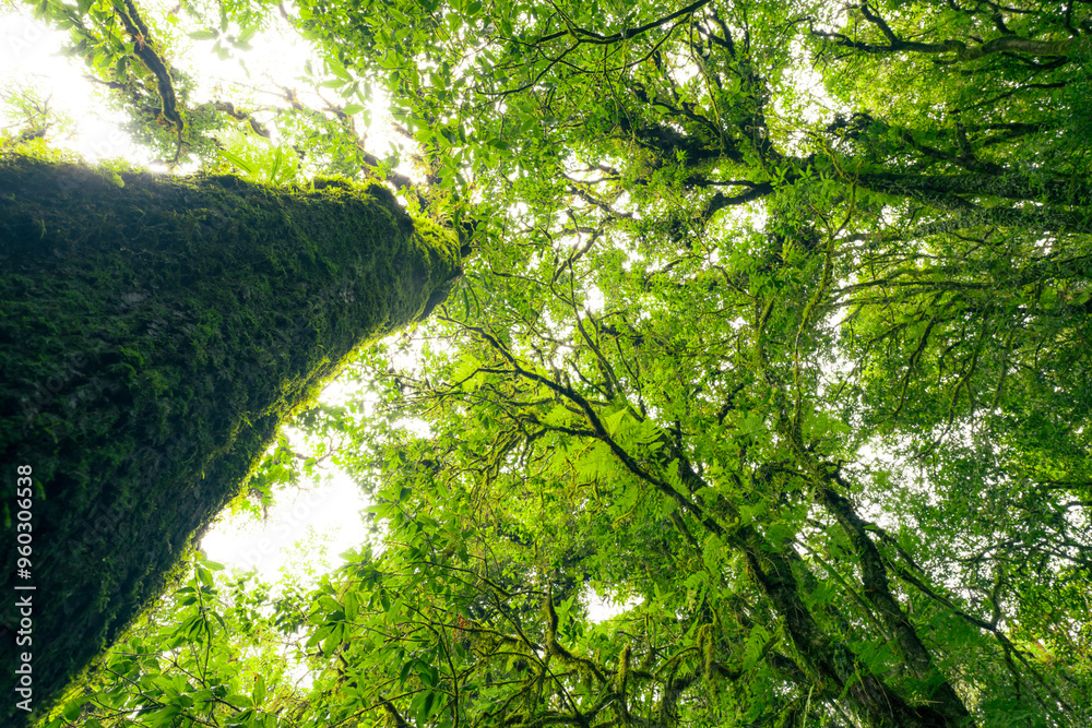 Wall mural looking up view of tree trunk to green leaves of tree in forest with sun light. fresh environment in