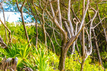 Caribbean beach nature palm trees plant jungle forest nature Mexico.