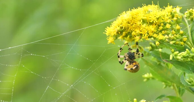 orb-weaving spider (Araneus pinguis) picking insect for meal on the web
