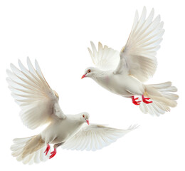 Obraz premium PNG Two white pigeon flying animal bird dove.