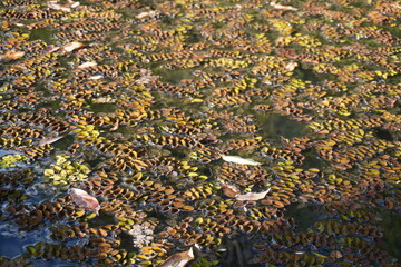 Leaves floating on top of lake