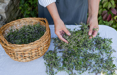 A woman lays out the medicinal herb thyme on the table. Close up.