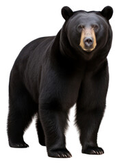 Fototapeta premium PNG Wildlife mammal animal bear.