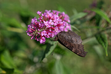Peacock-eye butterfly on a pink flower.
