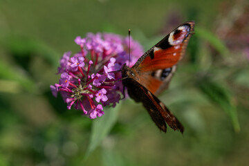 Peacock-eye butterfly on a pink flower.

