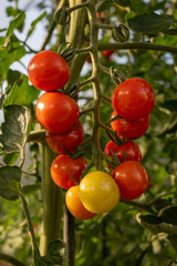 Blushing bush tomatoes on the plant.
