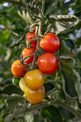 Blushing bush tomatoes on the plant.
