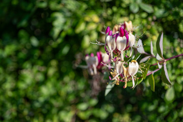Beautiful honeysuckle flowers on a plant.

