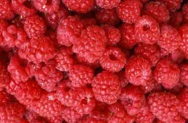Rubus idaeus, Framboisier, Framboise