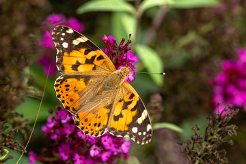 Distelfalter (Vanessa cardui), sitzt auf Schmetterlingsflieder (Buddleja davidii)