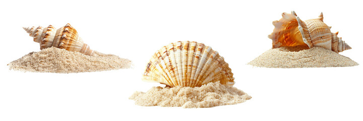 Sea shell in  sand pile