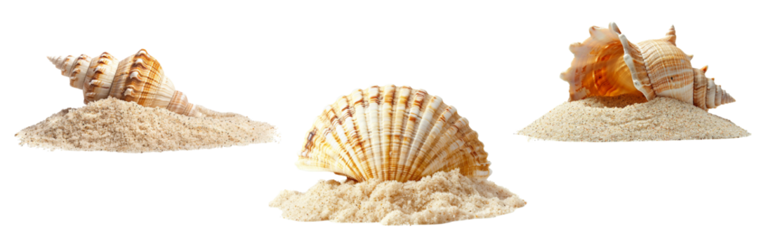 Sea shell in  sand pile