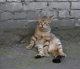 A light grey tabby cat is sitting near a brick wall