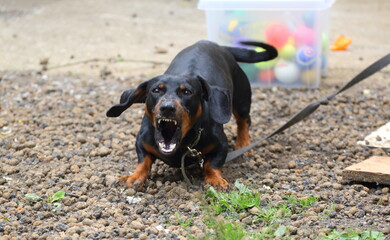 An aggressive dachshund dog with an open mouth
