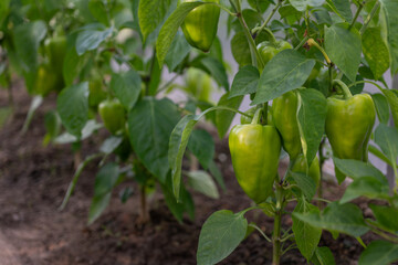 Green pepper on a plant in a greenhouse.
