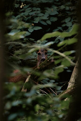 Deer in the bush