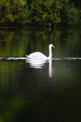 Swan on lake