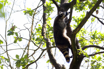 Racoon