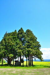 山本山高原の菜の花（新潟県）
