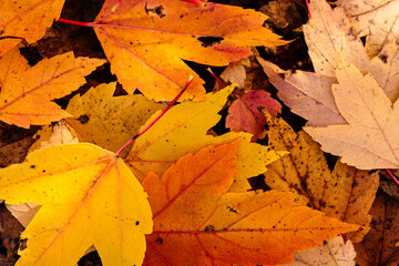 The fallen maple leaves overlap each other on the ground in late October within the Pike Lake Unit,...