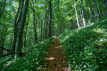 Hiking trail into a summer beech forest with a carpet of flowering ramsons (Allium ursinum, wild garlic, buckrams, broad-leaved garlic, wood garlic, bear leek or bear's garlic)