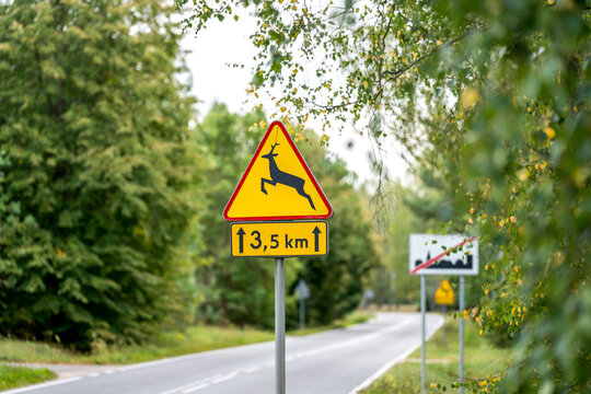 Naklejki A road sign caution "Wild animals" on the forest road