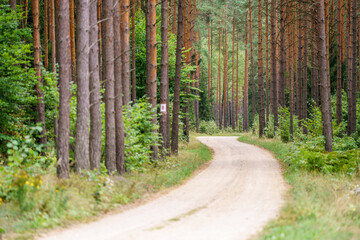 Road in a pine forest in Masuria
