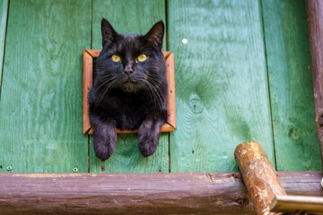 A black cat sitting in a wooden window and looking around  © Andrzej