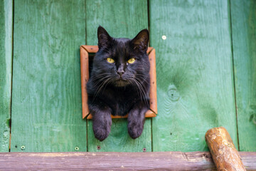 A black cat sitting in a wooden window and looking around  © Andrzej